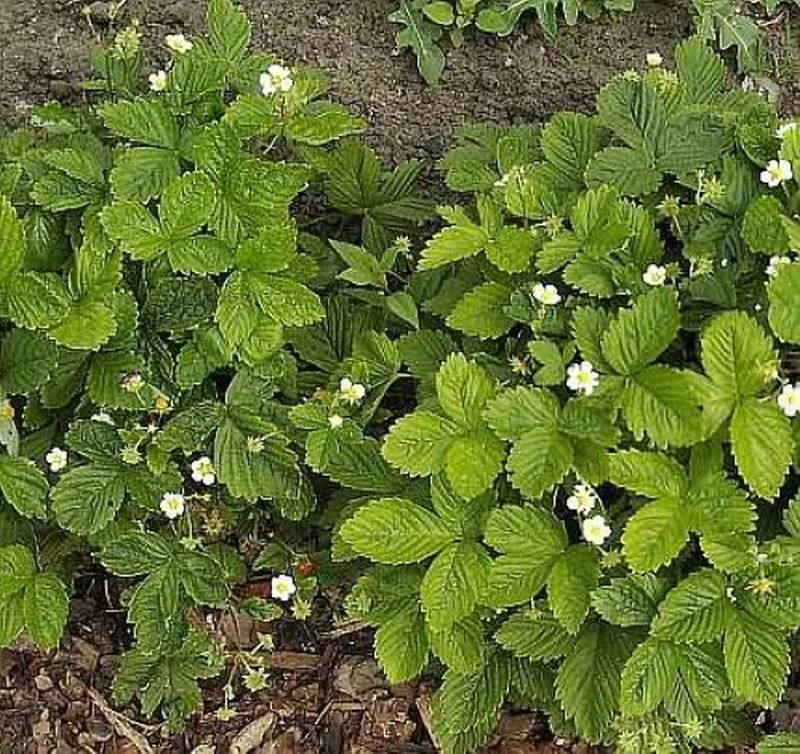 Garten Erdbeere Elsantha - Fragaria Ananassa 3 Garten Erdbeere Elsantha - Fragaria Ananassa