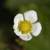 Garten Erdbeere Framboos - Fragaria Vesca