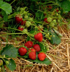 Garten Erdbeere Korona - Fragaria Ananassa