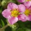Rosa Walderdbeere - Fragaria Vesca 2 Rosa Walderdbeere - Fragaria Vesca -Tom 's Orchard Fragaria vesca Rosea 1