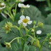 Walderdbeere Verbesserte Rügen - Fragaria Vesca Semperflorens 2 Walderdbeere Verbesserte Rügen - Fragaria Vesca Semperflorens -Tom 's Orchard Fragaria vesca semperflorens Verbesserte Rgen 1