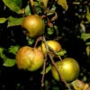 Apfelbaum Altländer Pfannkuchenapfel 60-80cm - Süßsäuerlich 2 Apfelbaum Altländer Pfannkuchenapfel 60-80cm - Süßsäuerlich -Tom 's Orchard Malus AltlnderPfannkuchenapfel 1