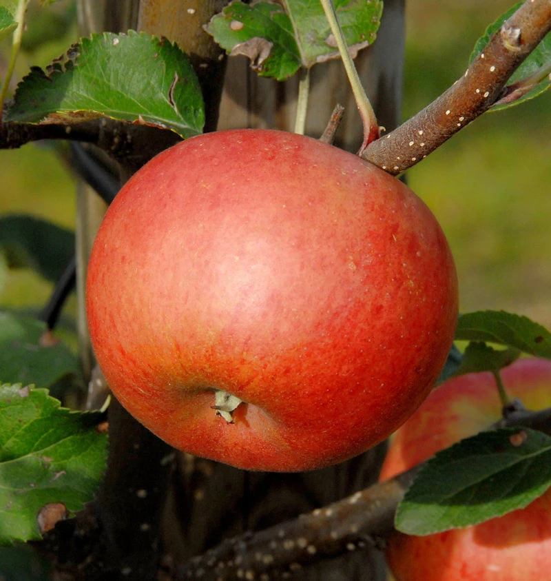 Säulenapfel Flamenco 60-80cm - Ausgezeichneter Geschmack 3 Säulenapfel Flamenco 60-80cm - Ausgezeichneter Geschmack
