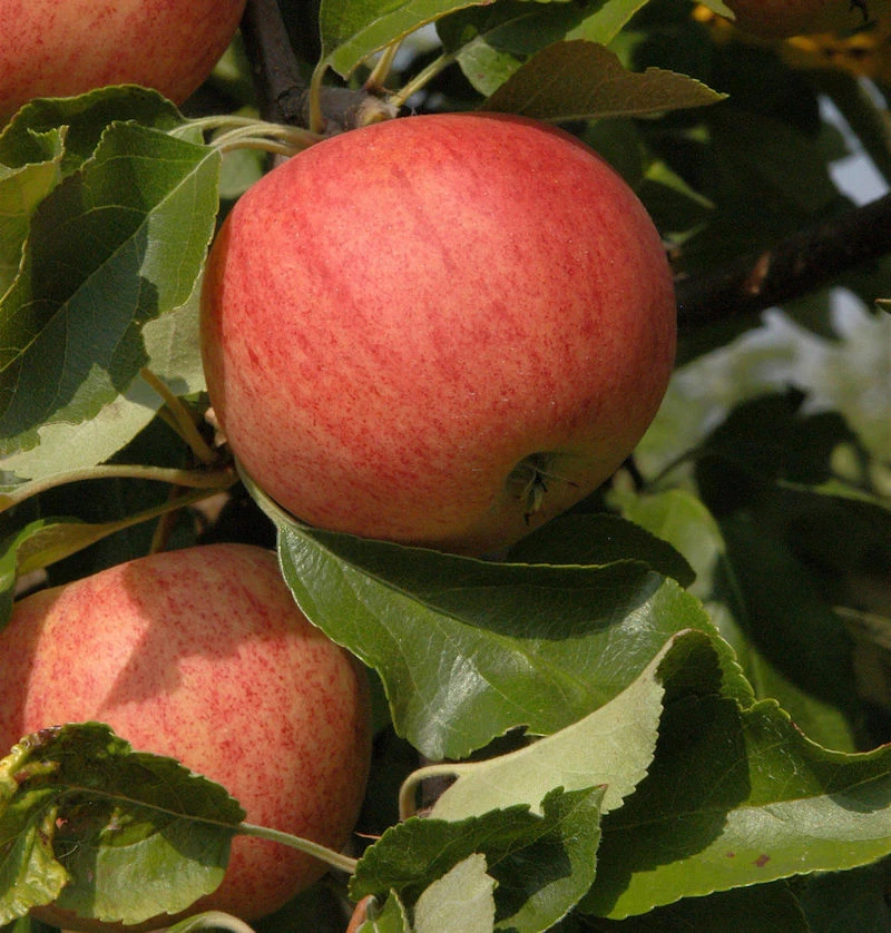 Säulenapfel Waltz 60-80cm - Süßer Apfel 3 Säulenapfel Waltz 60-80cm - Süßer Apfel