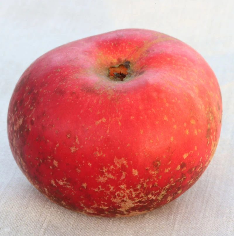 Apfelbaum Baumannsrenette 60-80cm - Feinwürzig Und Knackig 3 Apfelbaum Baumannsrenette 60-80cm - Feinwürzig Und Knackig