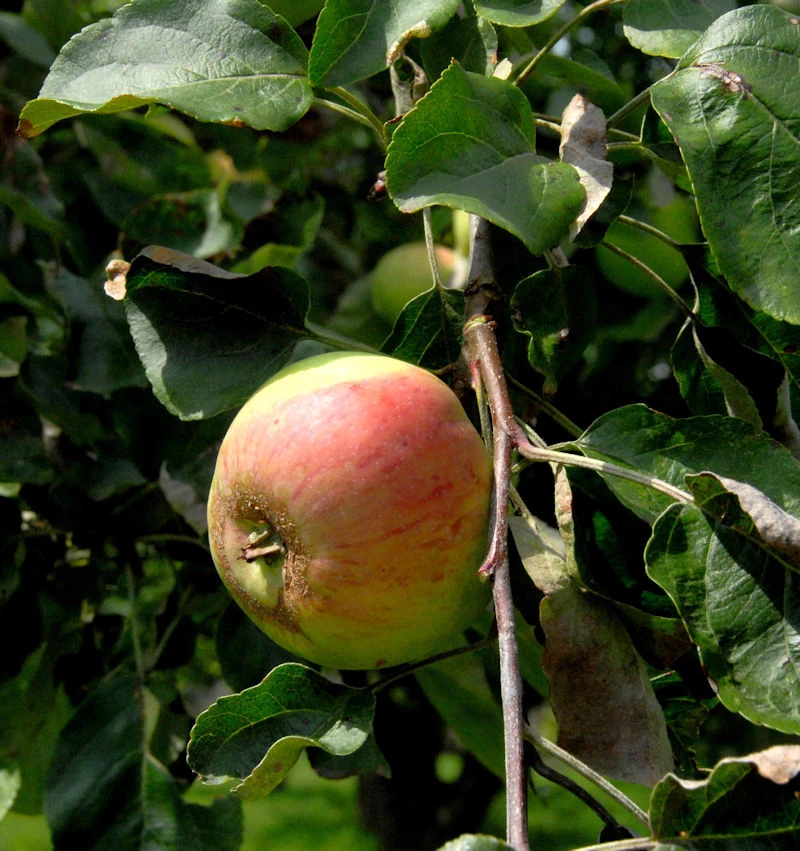 Apfelbaum Biesterfelder Renette 60-80cm - Feinwürzig Und Saftig 3 Apfelbaum Biesterfelder Renette 60-80cm - Feinwürzig Und Saftig