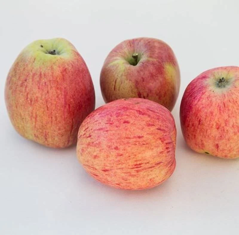 Apfelbaum Bohlenapfel 60-80cm - Frühapfel Saftig 3 Apfelbaum Bohlenapfel 60-80cm - Frühapfel Saftig