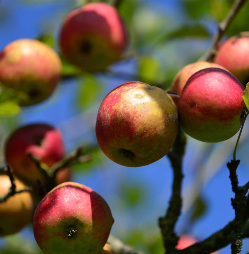 Apfelbaum Danziger Kantapfel 60-80cm - Feinwürzig Und Locker 3 Apfelbaum Danziger Kantapfel 60-80cm - Feinwürzig Und Locker