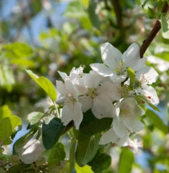 Apfelbaum Dülmener Rosenapfel 60-80cm - Saftig Und Locker