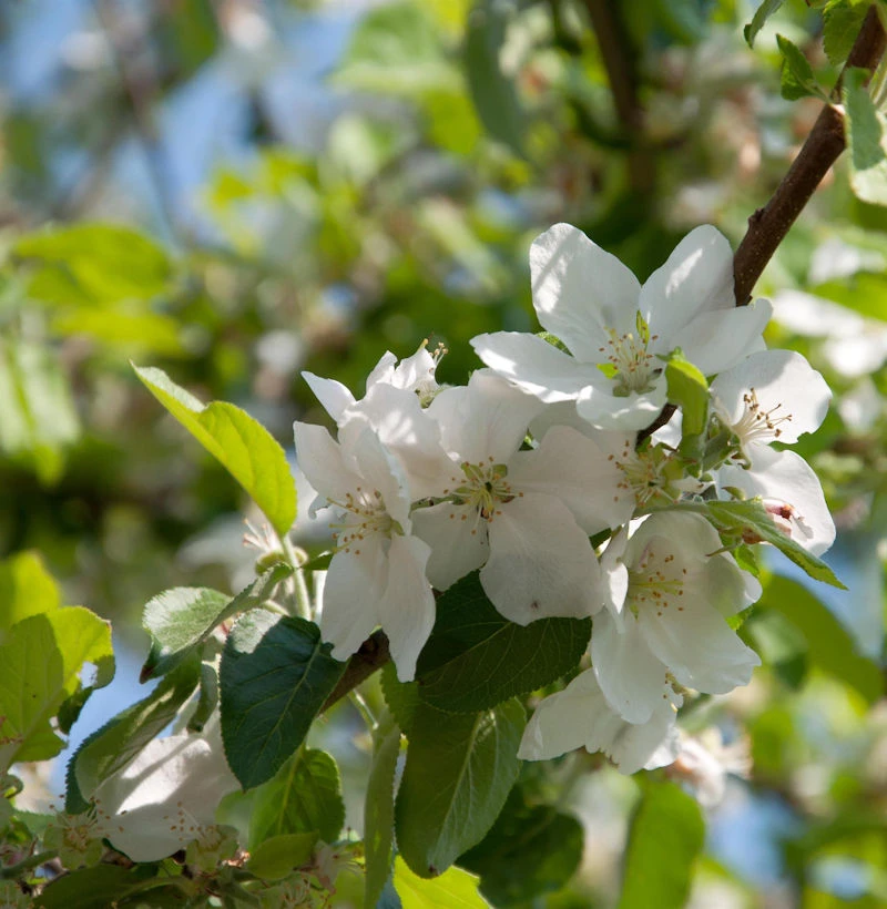 Apfelbaum Dülmener Rosenapfel 60-80cm - Saftig Und Locker 3 Apfelbaum Dülmener Rosenapfel 60-80cm - Saftig Und Locker