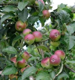 Apfelbaum Erwin Baur 60-80cm - Fest Und Saftig