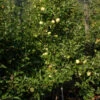 Apfelbaum Gelber Osterapfel 60-80cm - Ein Lagerapfel 1 Apfelbaum Gelber Osterapfel 60-80cm - Ein Lagerapfel -Tom 's Orchard Malus Gelber Osterapfel