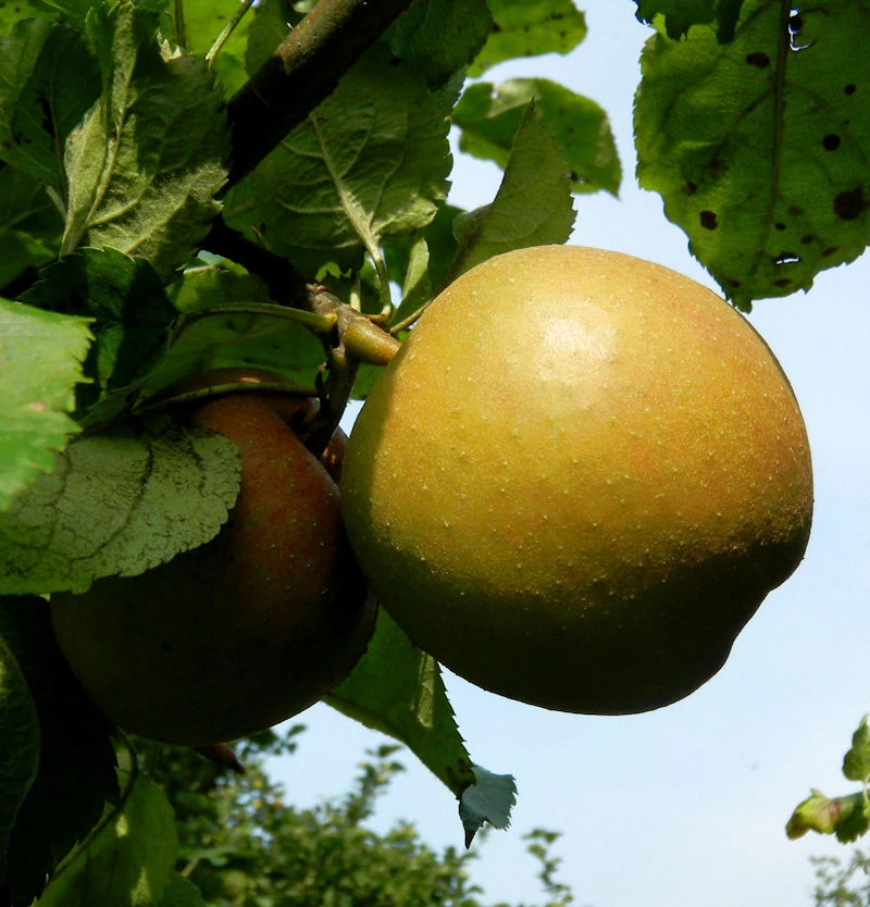 Apfelbaum Goldboskoop 60-80cm - Guter Winterapfel 3 Apfelbaum Goldboskoop 60-80cm - Guter Winterapfel