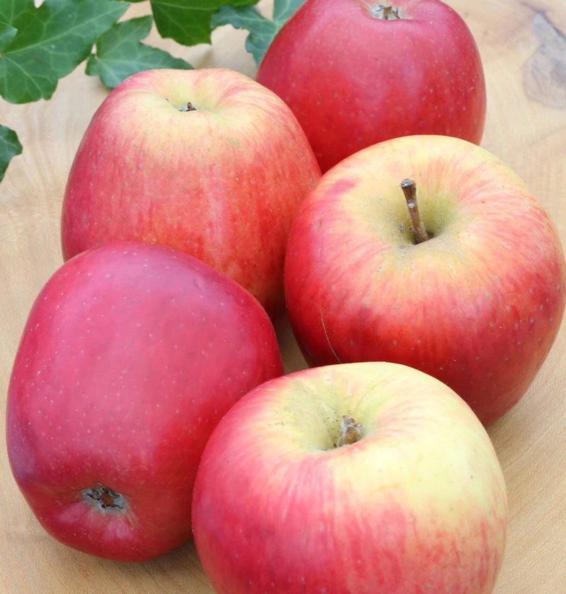 Apfelbaum Groninger Krone 60-80cm - Ein Winterapfel 3 Apfelbaum Groninger Krone 60-80cm - Ein Winterapfel