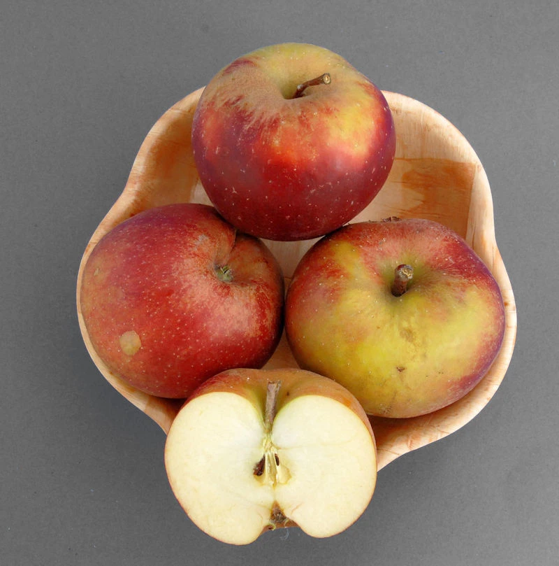 Apfelbaum Hadelner Rotfranch 60-80cm - Edel Und Feinwürzig 3 Apfelbaum Hadelner Rotfranch 60-80cm - Edel Und Feinwürzig