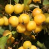 Zierapfel Golden Hornet 100-125cm - Malus Hybride 2 Zierapfel Golden Hornet 100-125cm - Malus Hybride -Tom 's Orchard Malus Hybride Golden Hornet