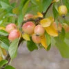 Zierapfel John Downie 100-125cm - Malus Hybride 2 Zierapfel John Downie 100-125cm - Malus Hybride -Tom 's Orchard Malus Hybride JohnDownie 2