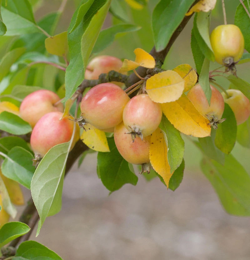 Hochstamm Zierapfel John Downie 100-125cm - Malus Hybride 3 Hochstamm Zierapfel John Downie 100-125cm - Malus Hybride