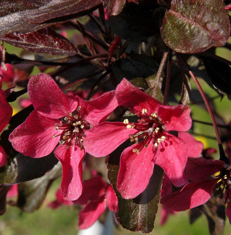 Zierapfel Nicoline 60-80cm - Malus Hybride 3 Zierapfel Nicoline 60-80cm - Malus Hybride