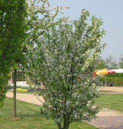 Zierapfel Red Obelisk 60-80cm - Malus Hybride