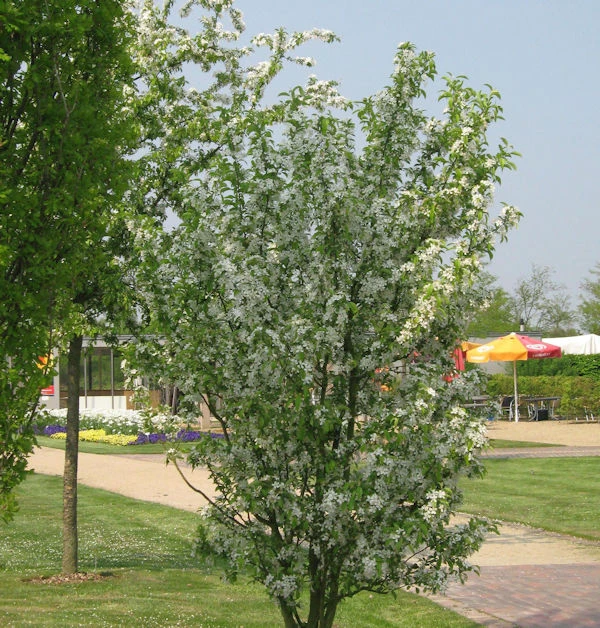 Zierapfel Red Obelisk 60-80cm - Malus Hybride 3 Zierapfel Red Obelisk 60-80cm - Malus Hybride