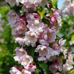 Zierapfel Van Eseltine 60-80cm - Malus Hybride