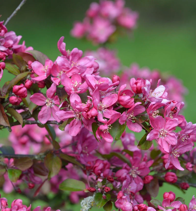 Zierapfel Eleyi 125-150cm - Malus Hybride 3 Zierapfel Eleyi 125-150cm - Malus Hybride