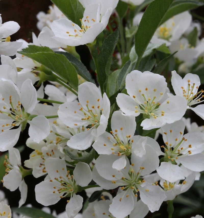 Hochstamm Zierapfel Tina 80-100cm - Malus Hybride 3 Hochstamm Zierapfel Tina 80-100cm - Malus Hybride