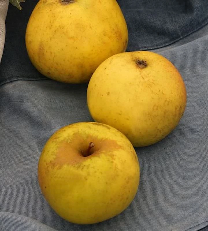 Apfelbaum Jeverraner Süßapfel 60-80cm - Säuerlich Und Trocken 3 Apfelbaum Jeverraner Süßapfel 60-80cm - Säuerlich Und Trocken