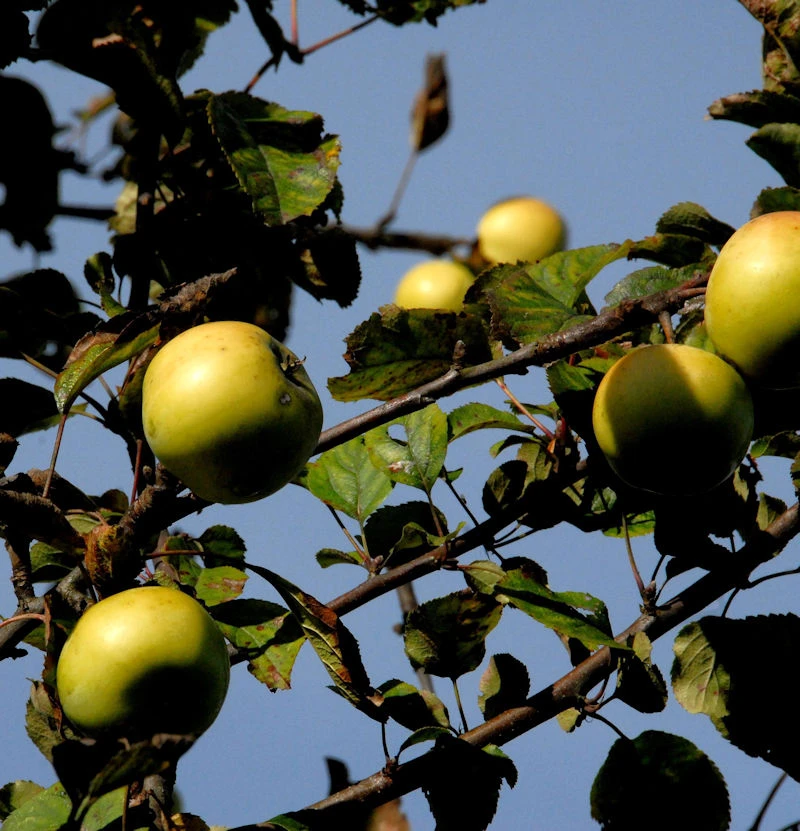 Apfelbaum Königsrenette 60-80cm - Feinwürzig Und Edel 3 Apfelbaum Königsrenette 60-80cm - Feinwürzig Und Edel