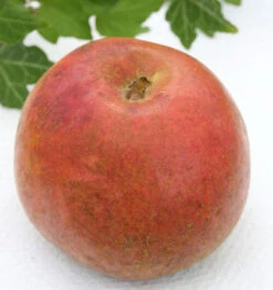 Apfelbaum Krügers Dickstiel 60-80cm - Fest Und Edel