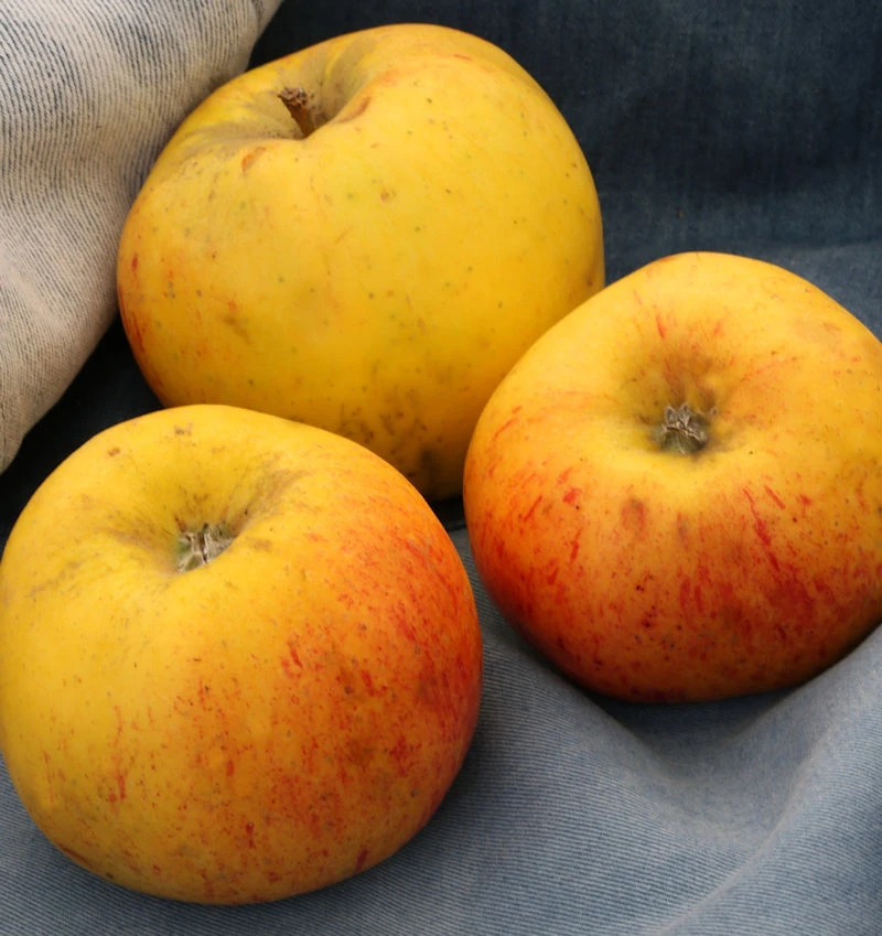 Apfelbaum Osterkamps Renette 60-80cm - Ein Winterapfel 3 Apfelbaum Osterkamps Renette 60-80cm - Ein Winterapfel