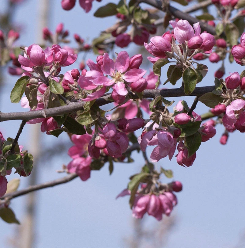 Hochstamm Zierapfelbaum Pom Pom 80-100cm - Malus Hybride 3 Hochstamm Zierapfelbaum Pom Pom 80-100cm - Malus Hybride