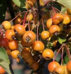 Zierapfelbaum Pom Zai 40-60cm - Malus Hybride