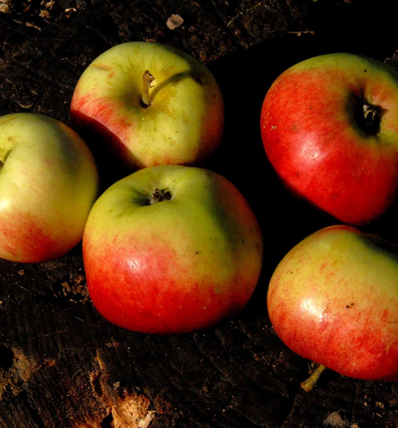 Apfelbaum Prinz Albrecht Von Preussen 60-80cm - Saftig Und Knackig 3 Apfelbaum Prinz Albrecht Von Preussen 60-80cm - Saftig Und Knackig