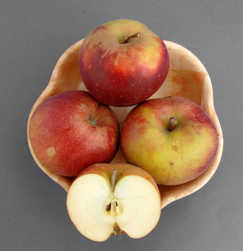 Apfelbaum Roter Boskoop 60-80cm - Winterapfel Süßsauer 3 Apfelbaum Roter Boskoop 60-80cm - Winterapfel Süßsauer