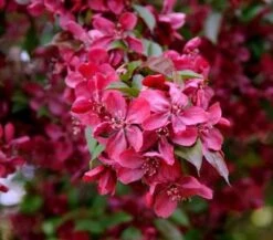 Hochstamm Zier Apfelbaum Royalty 100-125cm - Malus Royalty