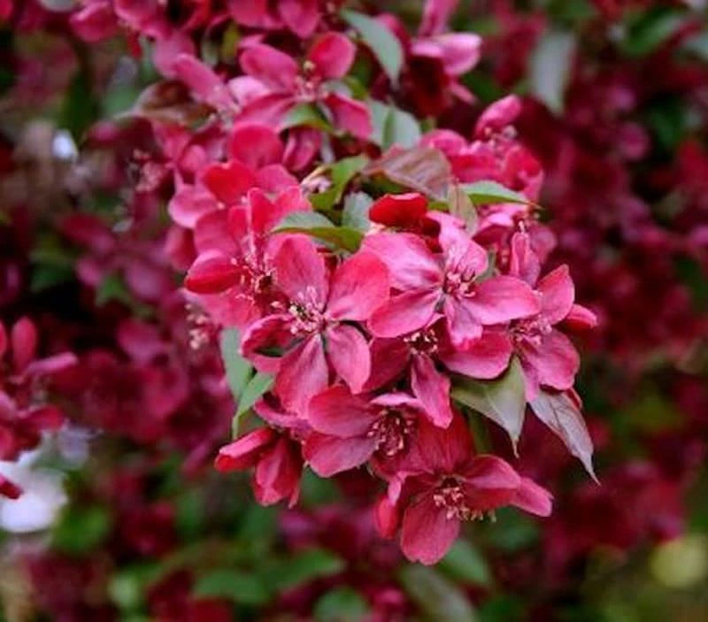 Hochstamm Zier Apfelbaum Royalty 100-125cm - Malus Royalty 3 Hochstamm Zier Apfelbaum Royalty 100-125cm - Malus Royalty