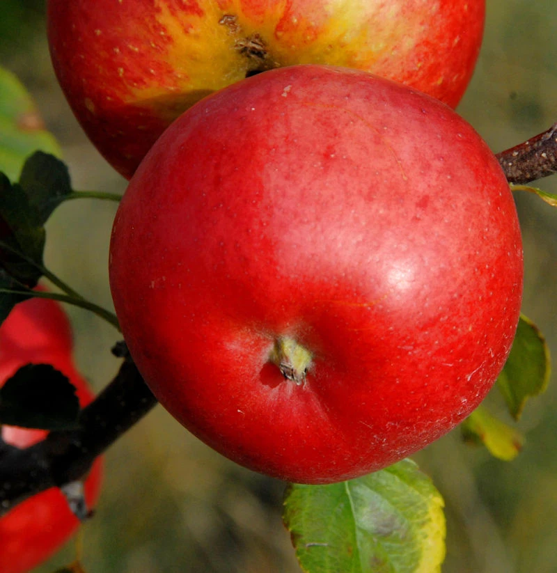 Apfelbaum Schöner Von Herrenhut 60-80cm - Goldgelbe Früchte 3 Apfelbaum Schöner Von Herrenhut 60-80cm - Goldgelbe Früchte