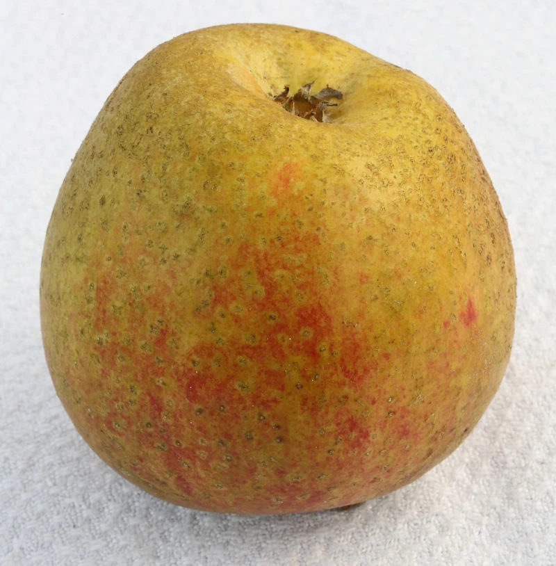 Apfelbaum Adamsparmäne 60-80cm - Fest Und Edel 3 Apfelbaum Adamsparmäne 60-80cm - Fest Und Edel