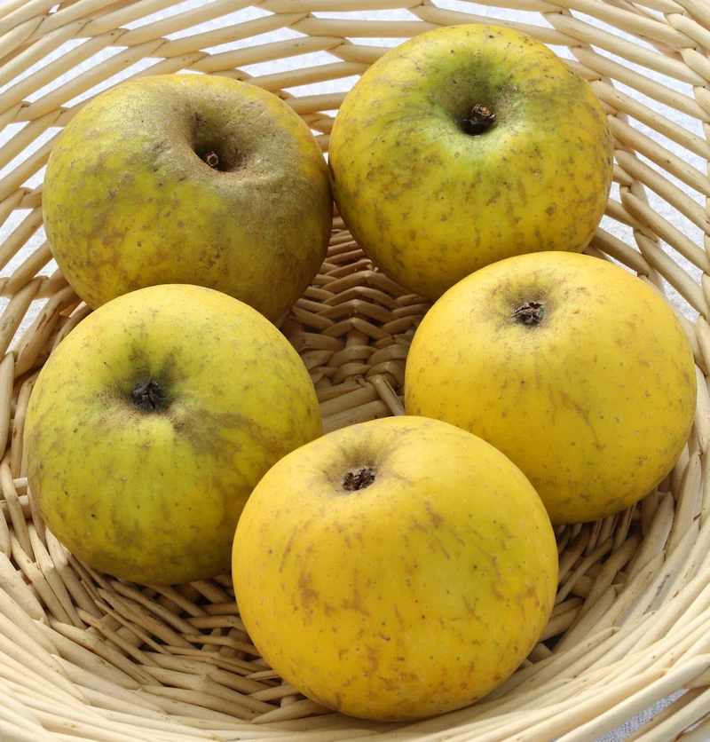 Apfelbaum Bockenhusen 60-80cm - Süßsäuerliche Und Feste Winteräpfel 3 Apfelbaum Bockenhusen 60-80cm - Süßsäuerliche Und Feste Winteräpfel