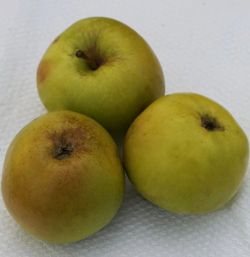 Apfelbaum Boikenapfel 60-80cm - Feinwürzig Und Mild 3 Apfelbaum Boikenapfel 60-80cm - Feinwürzig Und Mild