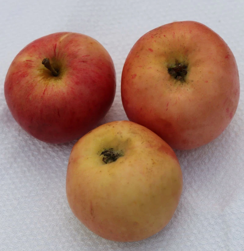 Apfelbaum Borowinka 60-80cm - Feinwürzig Und Saftig 3 Apfelbaum Borowinka 60-80cm - Feinwürzig Und Saftig