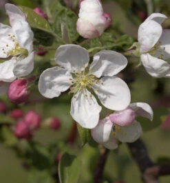 Hochstamm Zierapfel Evereste 100-125cm - Malus Hybride