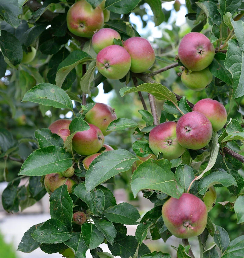 Apfelbaum Liberty 60-80cm - Winterapfel Knackig 3 Apfelbaum Liberty 60-80cm - Winterapfel Knackig