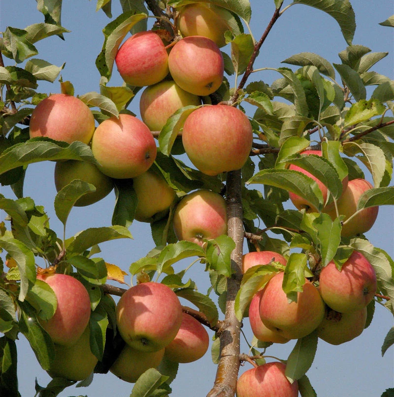 Apfelbaum Pinova 60-80cm - Süßsäuerlich Und Fest 3 Apfelbaum Pinova 60-80cm - Süßsäuerlich Und Fest