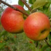 Apfelbaum Piros 60-80cm - Ein Frühapfel 2 Apfelbaum Piros 60-80cm - Ein Frühapfel -Tom 's Orchard MalusPiros 1