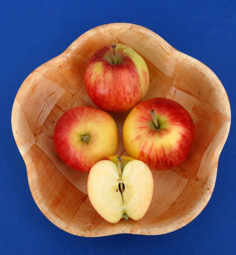 Apfelbaum Reglindis 60-80cm - Säuerlich Und Knackig 3 Apfelbaum Reglindis 60-80cm - Säuerlich Und Knackig