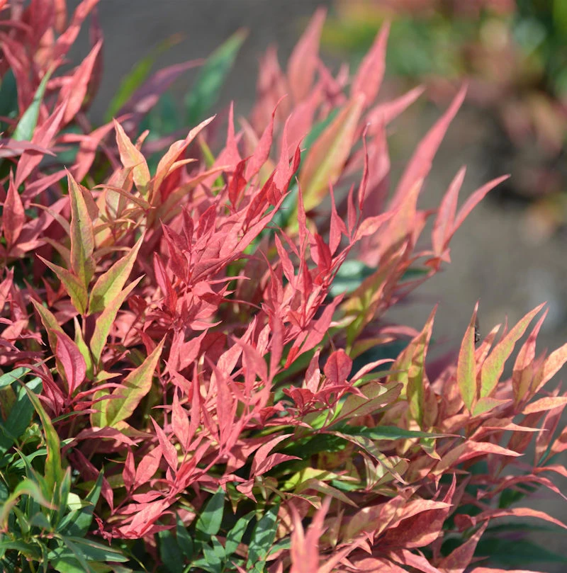 Himmelsbambus Blush Pink 20-30cm - Nandina Domestica 3 Himmelsbambus Blush Pink 20-30cm - Nandina Domestica