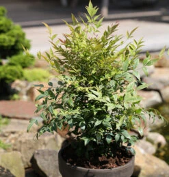 Himmelsbambus Gulf Stream 30-40cm - Nandina Domestica